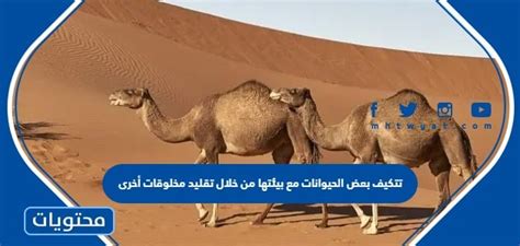تتكيف بعض الحيوانات مع بيئتها من خلال تقليد المخلوقات الأخرى، لذلك يلجأ الحيوان لحماية نفسه من خلال تقليد حيوان آخر.