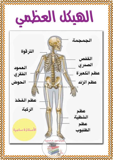تتمثل إحدى الوظائف الرئيسية لنظام الهيكل العظمي في أنه يعطي الشكل والدعم للجسم