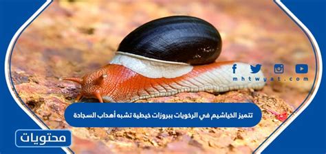 تتميز خياشيم الرخويات بنتوءات تشبه الخيوط تشبه أهداب السجاد.