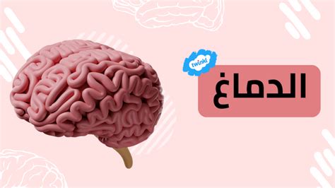 تجول الدماغ