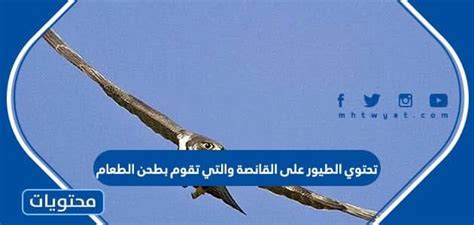 تحتوي الطيور على الزبالين الذين يطحنون الطعام.