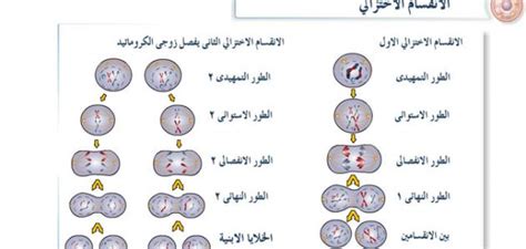 تحدث الانحرافات والشذوذ أحيانًا في الانقسام الاختزالي