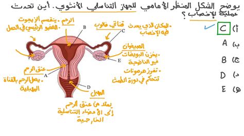 تحديد أماكن حدوث العمليات التالية في الشكل أعلاه زرع الإباضة الإخصاب؟ تحديد أماكن حدوث العمليات التالية في الشكل أعلاه زرع الإباضة الإخصاب؟