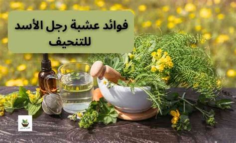 تحذيرات أثناء استخدام عشبة رجل الأسد