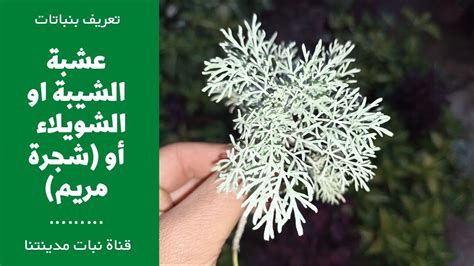 تحذيرات عن عشبة الشيبة