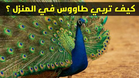 تحذيرات عند تربية الطاووس في المنزل