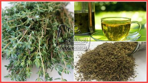 تحذيرات من استعمال الزعتر تحذيرات من استعمال الزعتر