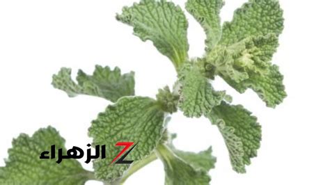 تحذيرات من عشبة الملوك