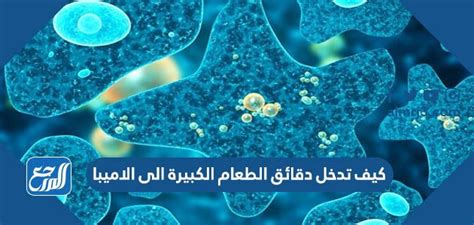 تدخل جزيئات الطعام الكبيرة إلى الأميبا من خلال خروج الخلايا الجواب الكامل