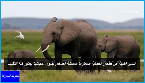 ترعى الأفيال لحماية صغارها وتمسك صغارها من ذيول أمهاتهم.  يعتبر هذا التعديل تعديلًا