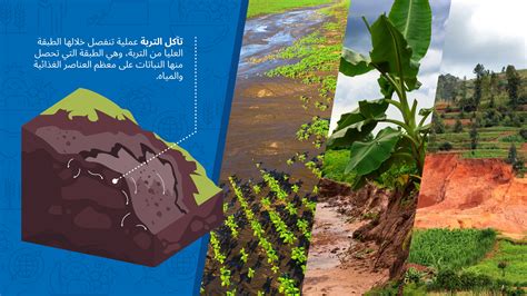 تساعد غرس الأشجار في منع تآكل التربة.  صحيح خطأ