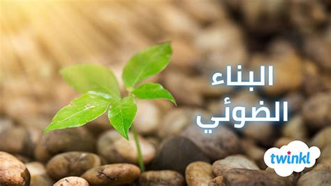 تستخدم الغابات كميات كبيرة من ثاني أكسيد الكربون أثناء عملية التمثيل الضوئي. كيف تؤثر إزالة الغابات على ظاهرة الاحتباس الحراري؟ تستخدم الغابات كميات كبيرة من ثاني أكسيد الكربون أثناء عملية التمثيل الضوئي. كيف تؤثر إزالة الغابات على ظاهرة الاحتباس الحراري؟