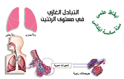 تسمى الطريقة التي يتم بها تبادل الغازات بين الشعيرات الدموية والحويصلات الهوائية في الرئتين