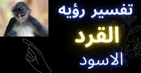 تشير رؤية القرد الأسود في المنام إلى الأحزان والقلق والمشاكل.