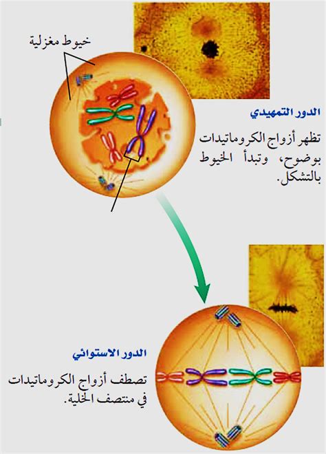 تصطف أزواج الكروماتيد واحدة تلو الأخرى في منتصف الخلية