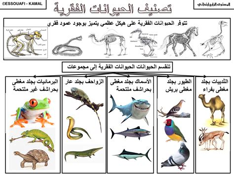 تصنيف الحيوانات للأطفال حسب الفقاريات واللافقاريات