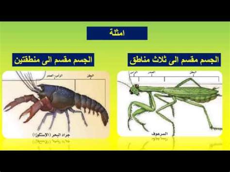 تصنيف قم بتعيين مفصليات الأرجل التي تم جمعها إلى ثلاث مجموعات رئيسية: هل تقوم بتعيين العينات غير المصنفة إلى مجموعة منفصلة؟ تصنيف قم بتعيين مفصليات الأرجل التي تم جمعها إلى ثلاث مجموعات رئيسية: هل تقوم بتعيين العينات غير المصنفة إلى مجموعة منفصلة؟