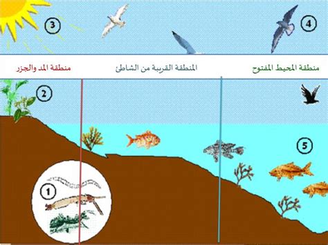 تعاني الحيوانات في منطقة المد والجزر من نقص المياه وارتفاع درجة الحرارة التي يمكن أن تتحملها وتبقى درجة حرارة نجم البحر حوالي 18 درجة؟