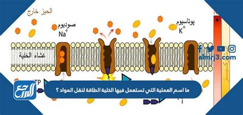 تُعرف العملية التي تستخدم بها الخلية الطاقة لنقل المواد بالنقل السلبي