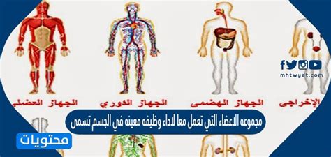تُعرف مجموعة الخلايا التي تعمل معًا لأداء وظيفة معينة بالاستجابة الكاملة