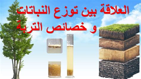 تعمل التربة على استقرار النباتات وتزويدها بالمغذيات الذائبة