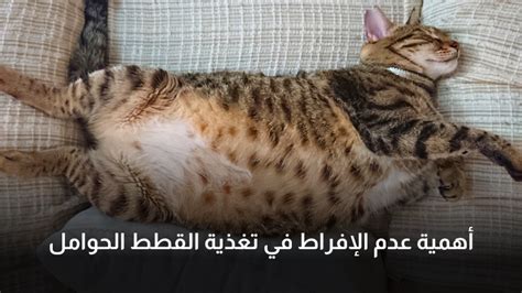 تغذية القطط خلال فترة الحمل