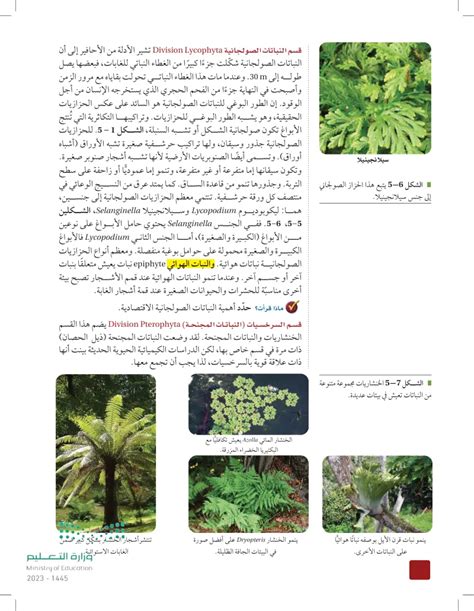 تفتقر نباتات Cyperoid إلى الزهور ولها بذور صلبة في الأعضاء التناسلية المخروطية