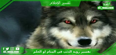 تفسير الأحلام برؤية الذئب في المنام من ابن شاهين تفسير الأحلام برؤية الذئب في المنام من ابن شاهين