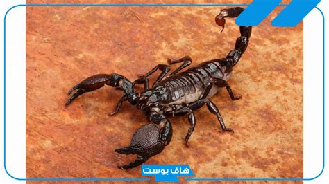 تفسير الأحلام حول العديد من العقارب في المنام للمرأة الحامل