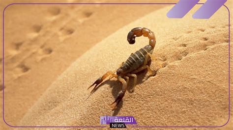 تفسير الأحلام حول الكثير من العقارب في المنام لامرأة مطلقة