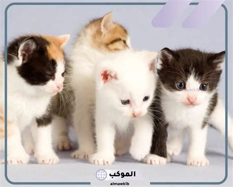 تفسير الخوف من القطط في المنام للمرأة العازبة والمطلقات تفسير الخوف من القطط في المنام للمرأة العازبة والمطلقات