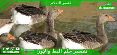 تفسير الرجل الذي يرى وظيفة في حلمه