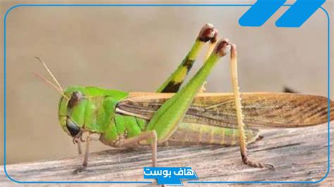 تفسير حلم الجراد الأخضر في المنام لفتاة واحدة