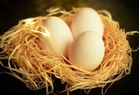 تفسير حلم الدجاجة التي تضع البيض للمرأة الحامل
