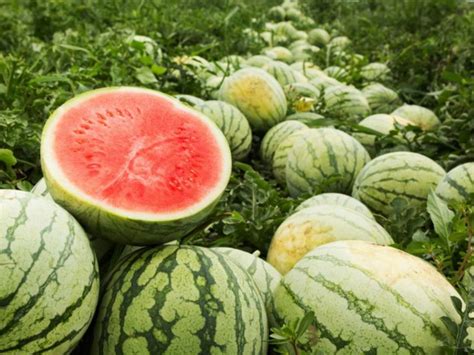 تفسير حلم الميت يأكل البطيخ الاحمر في المنام للشباب