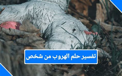 تفسير حلم الهروب من من يلاحقني او يريد قتلي مع ابن سيرين.  فسر ابن سيرين حلم الركض والهروب في المنام لفتاة عزباء، مشيراً إلى أن الفتاة تعاني من هوس الخوف والتوتر ودليل على أن الفتاة تعاني من خوف شديد من المستقبل.