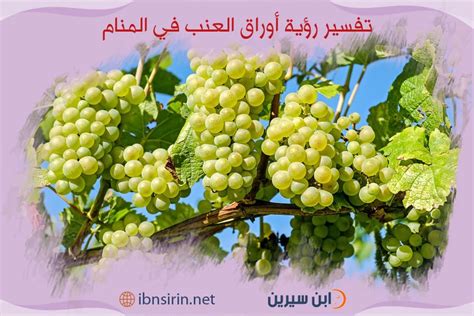 تفسير حلم اوراق العنب الخضراء لامرأة متزوجة في حلم للشباب ومعناه