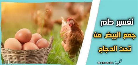تفسير حلم جمع البيض من قاع الدجاج لامرأة متزوجة