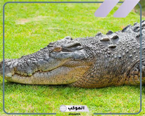 تفسير حلم رؤية التمساح في حلم ابن سيرين لامرأة عزباء.