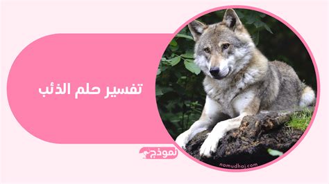 تفسير حلم رؤية الذئب في المنام لامرأة متزوجة. تفسير حلم رؤية الذئب في المنام لامرأة متزوجة.