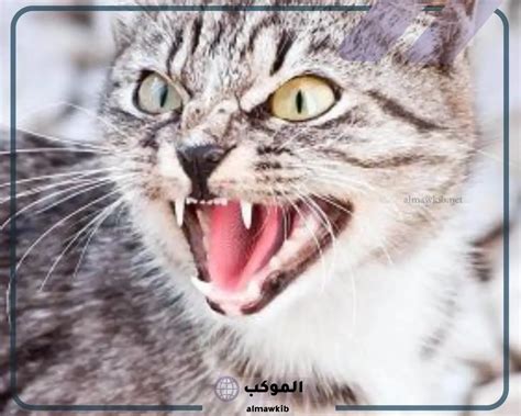 تفسير حلم قطة تهاجمني وتعضني لامرأة متزوجة