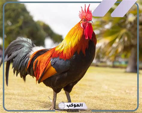 تفسير رؤية التجفيف في المجفف للمرأة المتزوجة