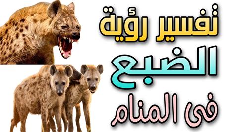 تفسير رؤية الضبع في المنام بكل تفسيراته، إذا رأى الحالم أنه يفر من الضبع في الحلم، فهذا يدل على أن الشخص قد أفلت من مؤامرة أو فخ نصب له ويمكن أن يشير إلى النجاح وتغلب على الصعوبات .
