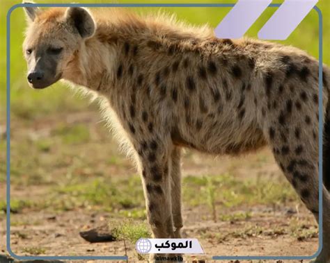 تفسير رؤية الضبع في المنام بكل تفسيراته، فسر ابن سيرين رؤية الضباع في المنام بعدة تفسيرات لعنة تصيبني