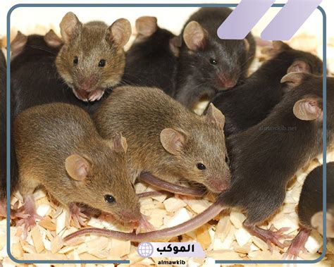 تفسير رؤية الفئران في المنام لابن سيرين في المنام لامرأة متزوجة تفسير رؤية الفئران في المنام لابن سيرين في المنام لامرأة متزوجة