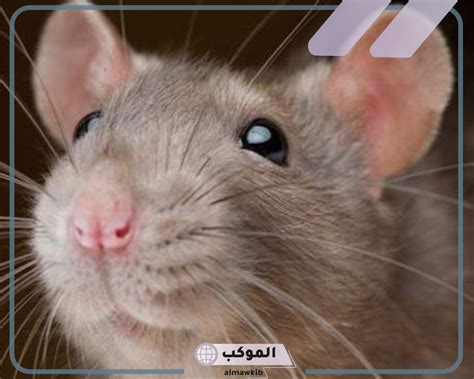 تفسير رؤية الفئران في المنام لابن سيرين في المنام للرجل ومعناه تفسير رؤية الفئران في المنام لابن سيرين في المنام للرجل ومعناه