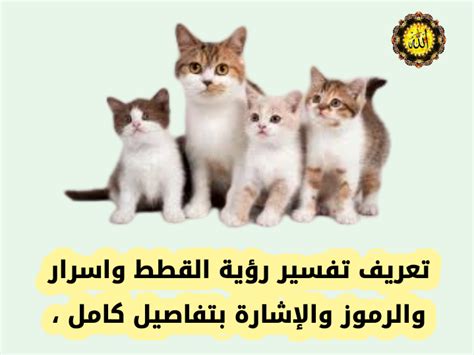 تفسير رؤية القطط تُطرد من المنزل في حلم للمرأة العازبة