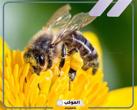 تفسير رؤية النحل في المنزل في المنام لفتاة واحدة
