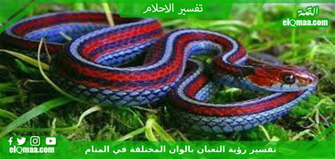 تفسير رؤية ثعبان بألوانه المختلفة في حلم واحد