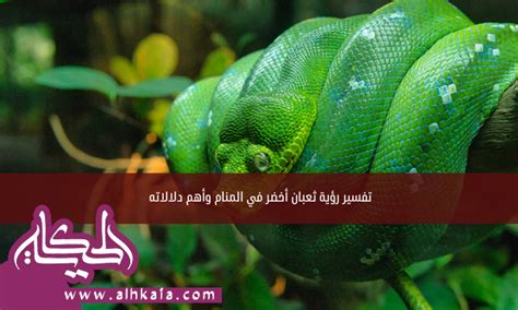 تفسير رؤية طائر اخضر في المنام لامرأة متزوجة تفسير رؤية طائر اخضر في المنام لامرأة متزوجة